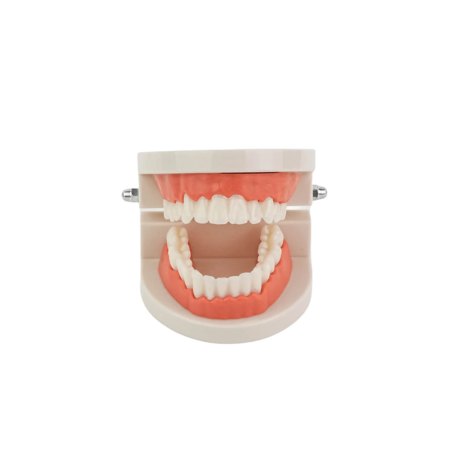 

Dental Demonstration Model Standard Brushing Teeth Teaching Study Model With Toothbrush Dentistry Oral Medical Education Tools