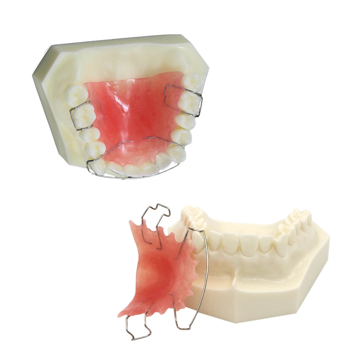 Retainer For Teeth Straightening Gap Removable Dentistry Students Teach Study Teeth Model