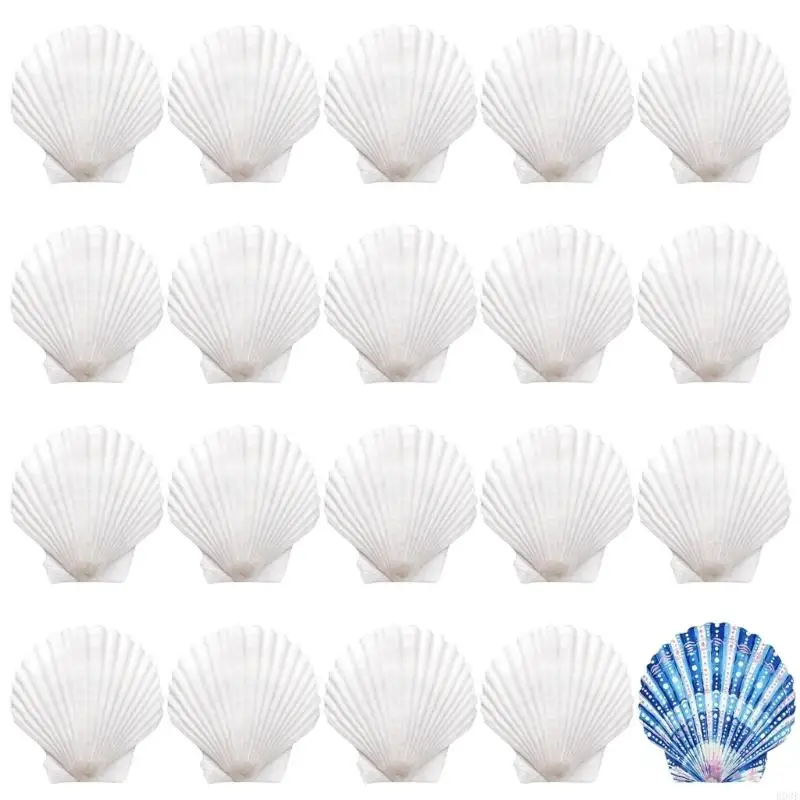 20 Stück natürliche weiße Muscheln, bemalbare natürliche Muscheln zum Handmalen und Kuchenbacken, Dekoration, Schule, B03E – Detail 9