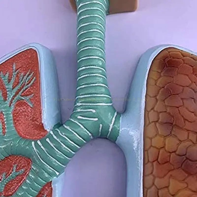Human Respiratory System Model Shows Respiratory Tract Alveoli Nasal Cavity