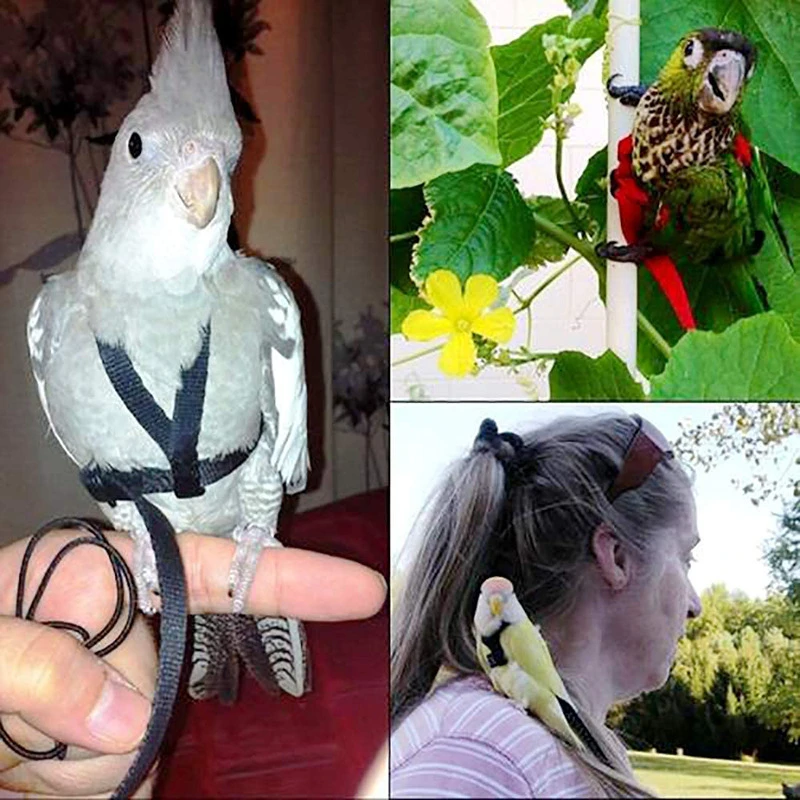 Bird Training Harness with Flying Leash 3