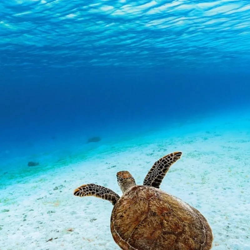 

Супер яркая светодиодная лента с дистанционным управлением для AR Wing Skyhunter RC с фиксированным крылом самолета RC автомобильный аксессуар