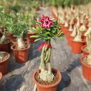 Sideboard für Holzholzmöbel mit wüstenrosa Blumen 6 Hauptmöbelverkäufe der gebrauchten Möbel - №1