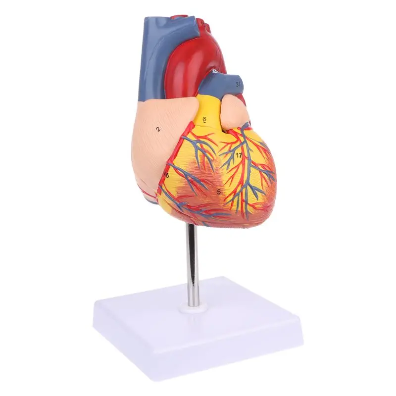 1:1 modello anatomico del cuore umano smontato a grandezza naturale con 24 numeri smontato Dropshipping anatomia strumento di insegnamento medico