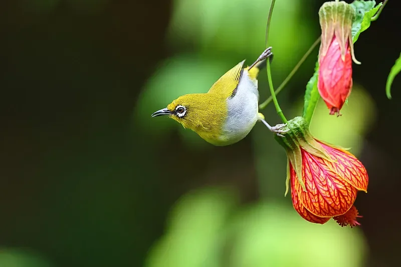 

HPXGRC SuperX ELRS Receiver ELRS 2.4G/915M Single LR1121 Nano Receiver 2.4G/915Mhz for RC FPV Racing Freestyle Drone