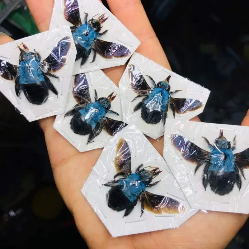 Rare specimen of the blue breasted sawfly Xylocopa caerulea has spread its wings to dry the specimen of the real insect beetle