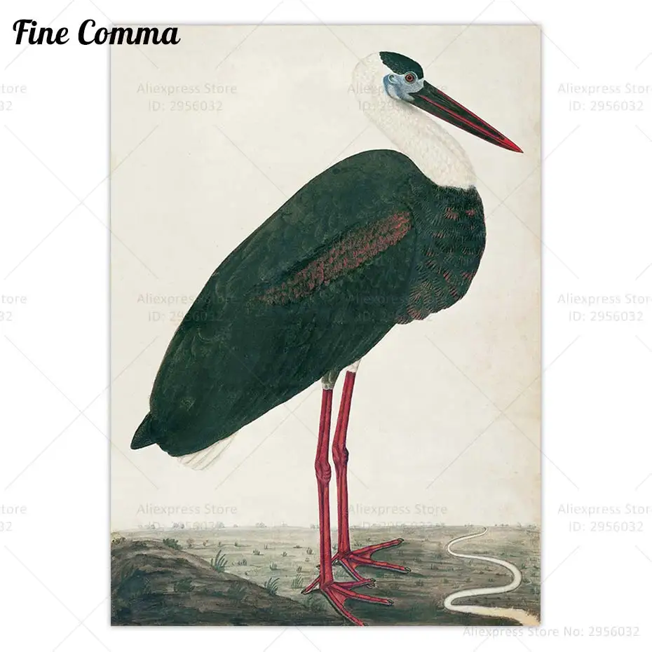 Black Stork in a Landscape Vintage Poster Antique Bird Wall Art Canvas Print Natural History Wall Painting Home Decor Gift