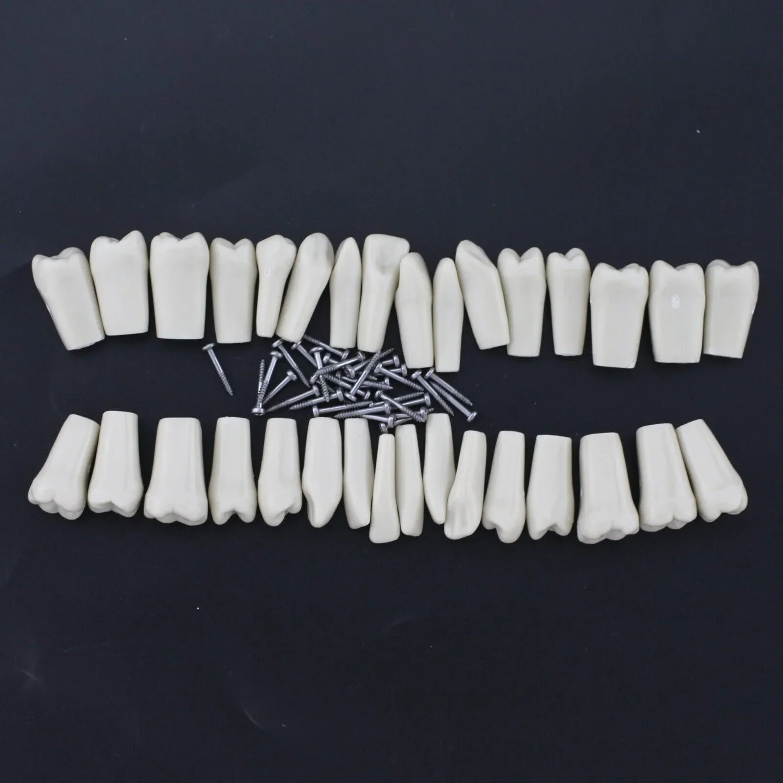 10pcs/lot Individual Replacement Teeth Fit Columbia 860 Teeth Typodont Model