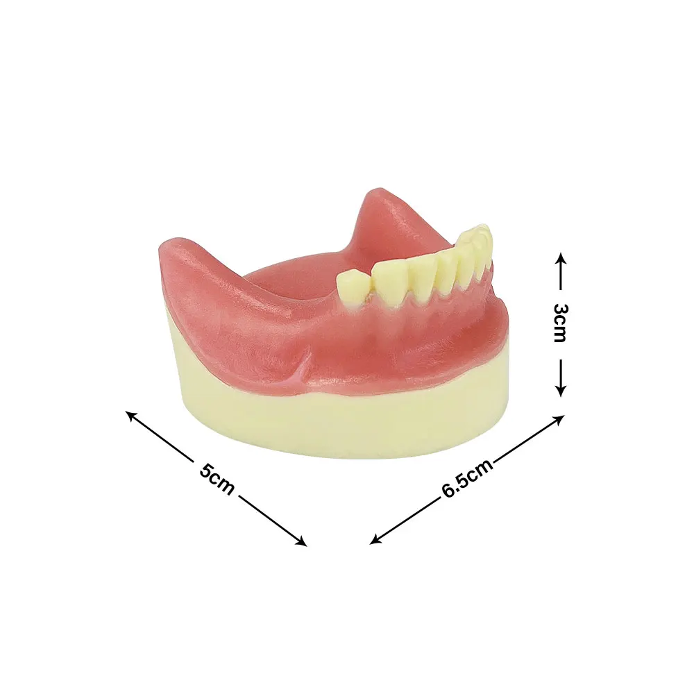 Implant dentystyczny Model zębów Implant dolnej szczęki praktyka Model nauczania z miękką gumą dentysta Student Study demonstracja narzędzia