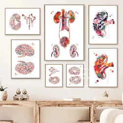 Human Kidneys Poster Anatomy Urology Urinary Tract Art Canvas Painting Prints Wall Pictures for Medical Clinic Education Decor