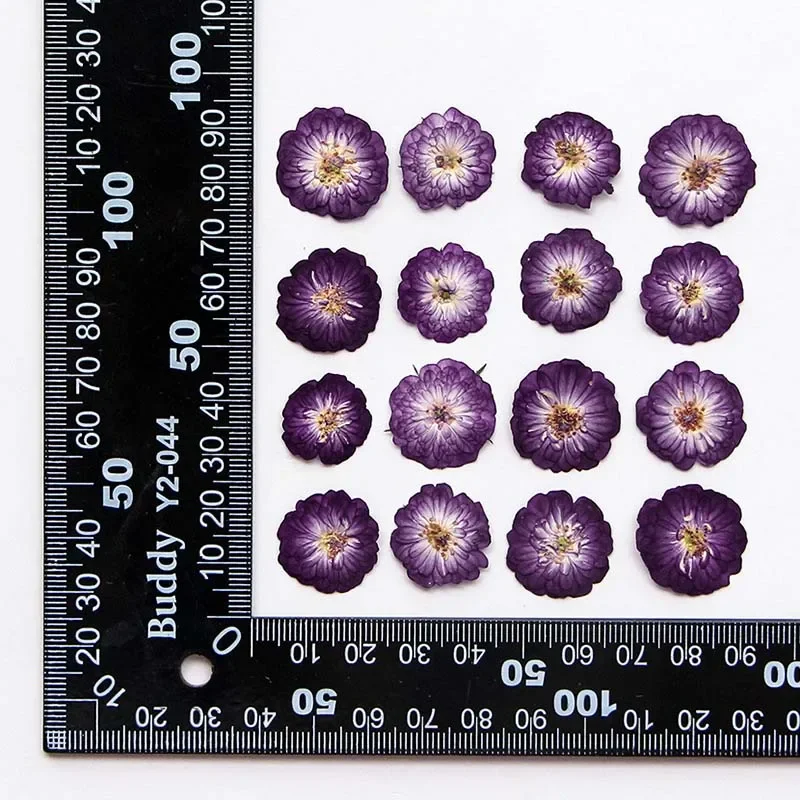 1,5 ~ 2,5 cm/12 und 24 Stück echte natürliche gepresste getrocknete Rosen Blumenköpfe, Trockenpresse Mini Rose für Epoxidharz-Schmuck, DIY-Kerze