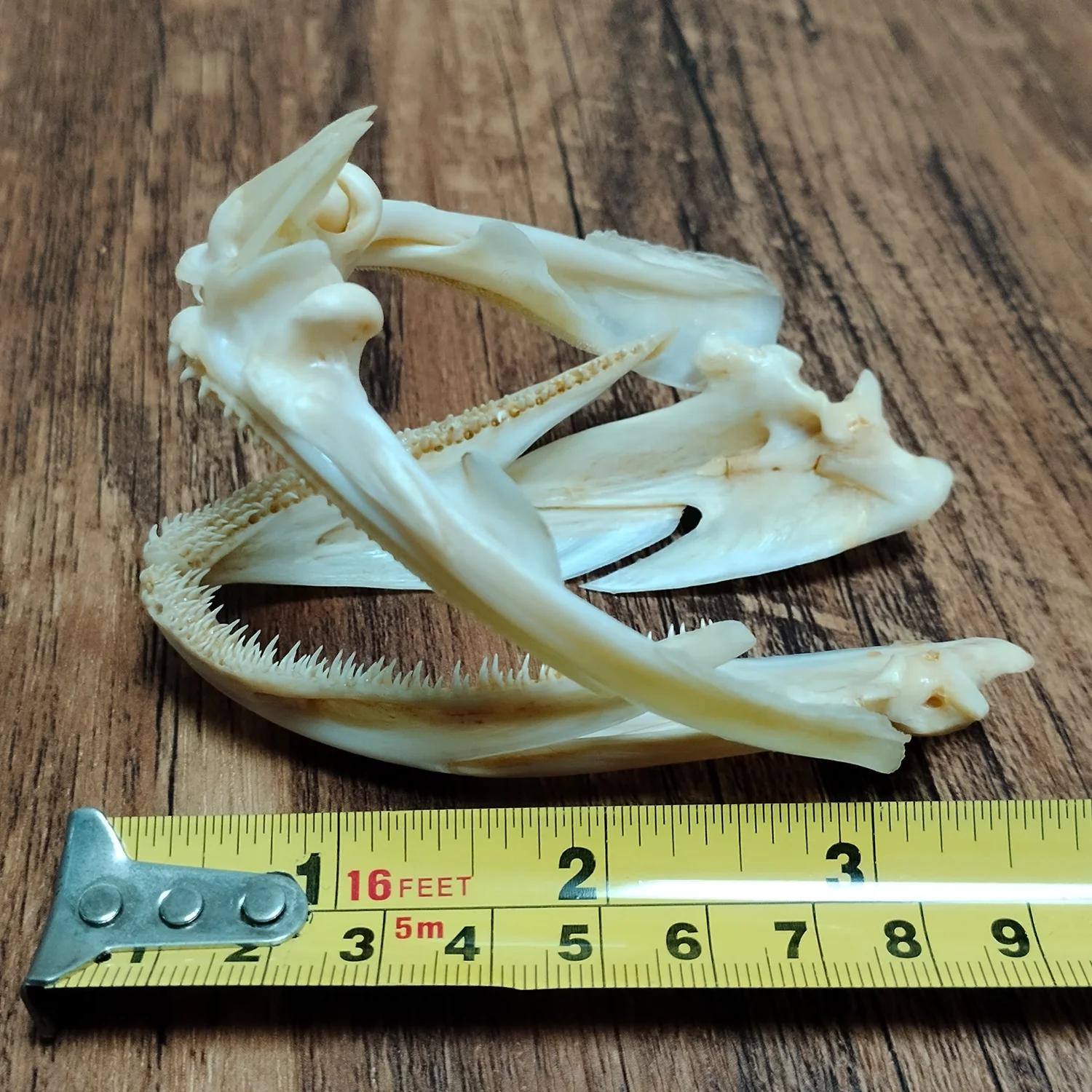 Authentic Groupers Fish Skull Real Epinephelus Specimen Skeleton Animal Bone Taxidermy Science Education Home Ornament Gifts - view 6