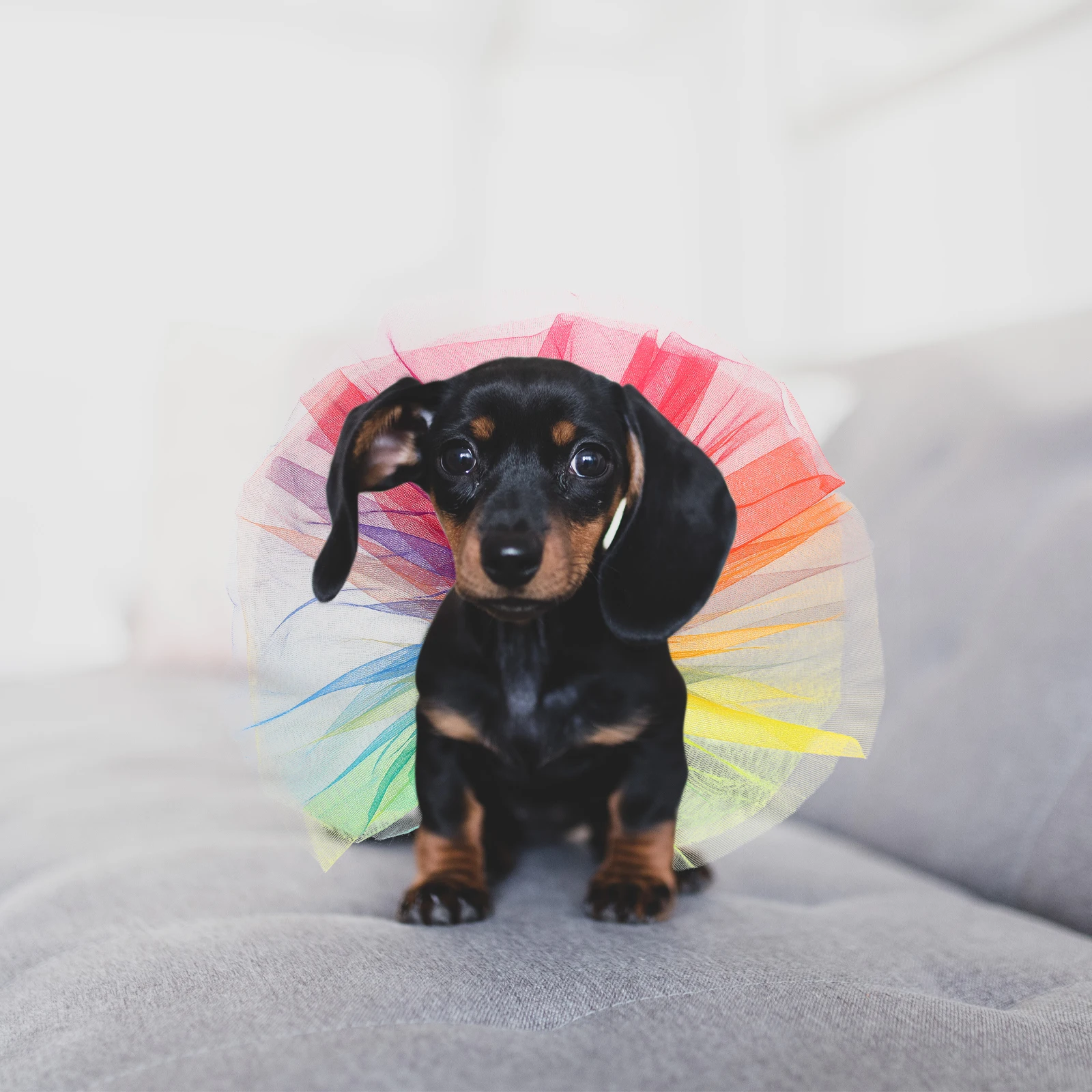 

Rainbow Pet Collar Dog Tutu Dress Comfortable Breathable Small Medium Cats Dogs Colored S Summer Puppy Skirt Princess Costume