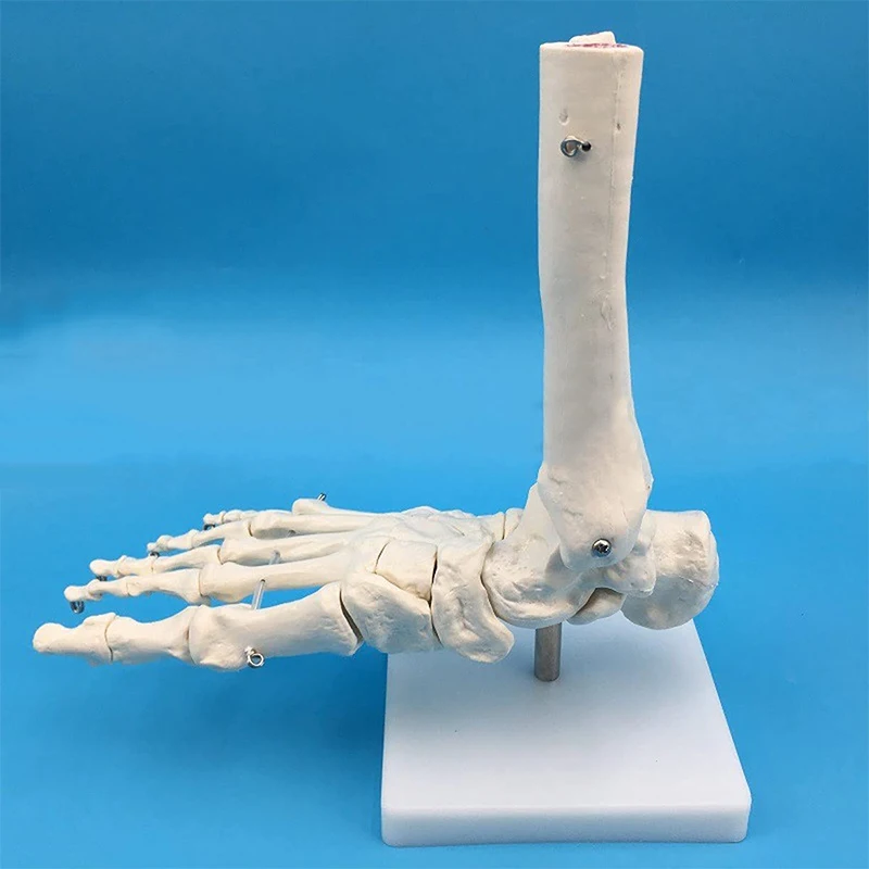 Human Joint Model Hand Foot Joint Bone Model Hingh Quality Pvc Statues Medical Teaching Supplies Art Painting Props