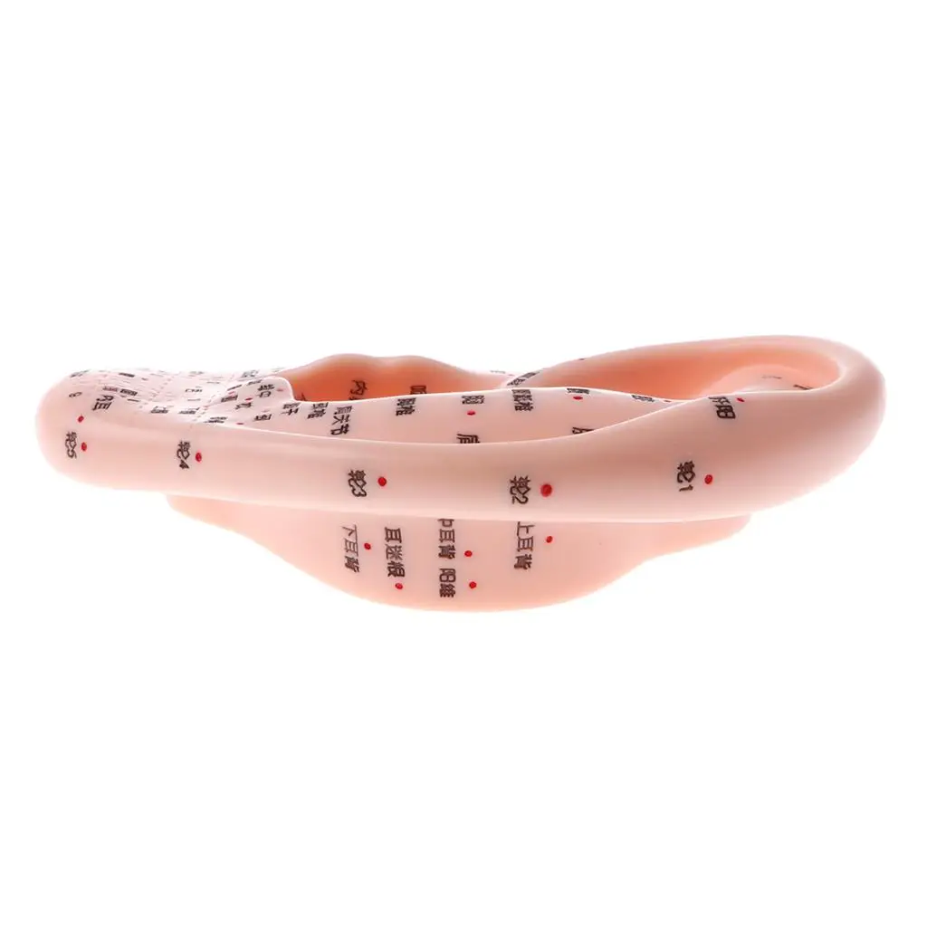 13CM Human Ear Model with Acupuncture Reflexology for Laboratory Anatomy Studies Display