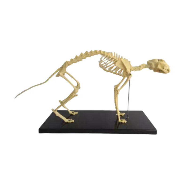 

Cat skeleton, animal skeleton, animal skeleton, veterinary teaching AIDS, pet medicine teaching instrument model