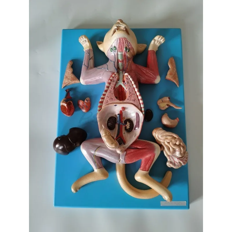 Anatomia avançada do gato Abdominal Anatomia do gato Ensino Modelo experimental de anatomia animal