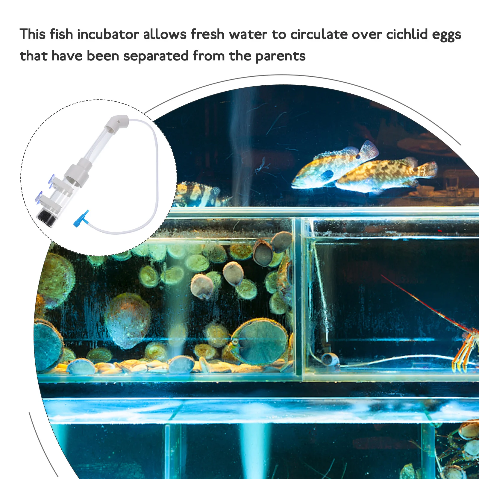 Aquarium Cichlid Egg Incubator Fish Breeding 31.5X5Cm 12.4X1.97Inch Plastic Fish Hatchery Incubator For Adhesive Non-Adhesive