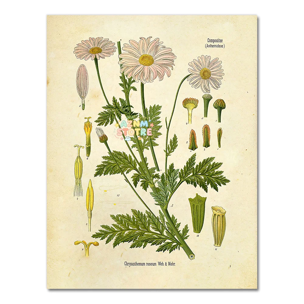 Vintage Wild Plant Poster Botanical Flower Study Living Room Hanging Painting Peony Picture Aesthetic Room Decor Canvas Paint