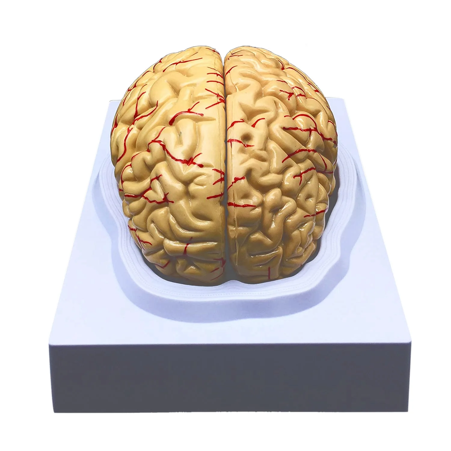 

Human Brain Model, Anatomically Accurate Brain Model Life Size Human Brain Anatomy for Science Classroom Study Display