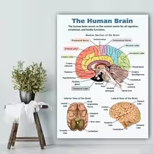 Affiche Anatomique du Cerveau Humain