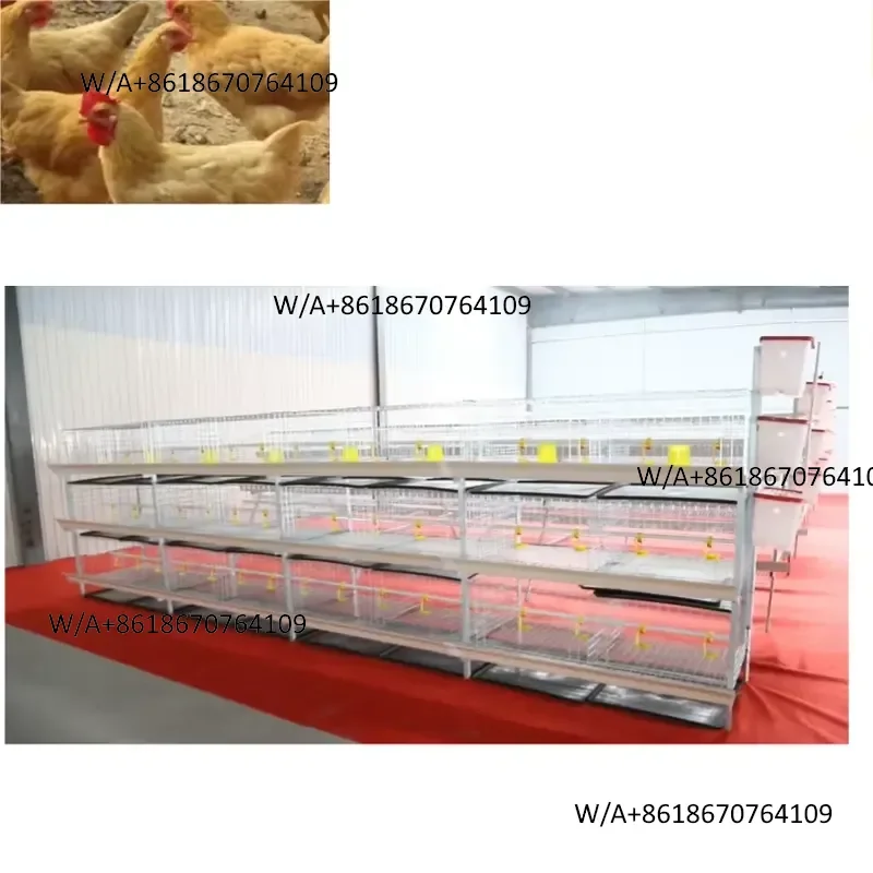 High capacity broiler cage battery system hot dip galvanized