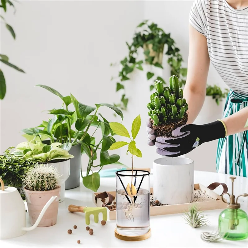 AD23-3 Pack Avocado Tree Growing Kits, Glass Avocado Seed Vase With Triangle Bracket And Bamboo Base, Sprouting Plant Pot