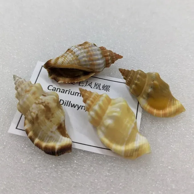 Natural Precious Wentletrap Shells Epitonium Scalare Beach Shells for Crafts, Vase Filler, Wedding Decorations, Fish Tank