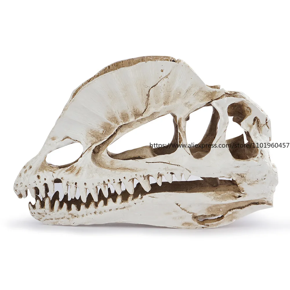 Discover the Best Price on Dinosaur Skull Decor