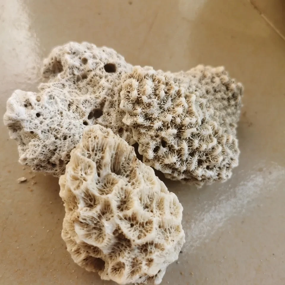 Coral Bone Fish Tank Filter Material High Quality Coral Sand Coral Stone Broken Coral Bone Decorative Aquarium Landscape Filter