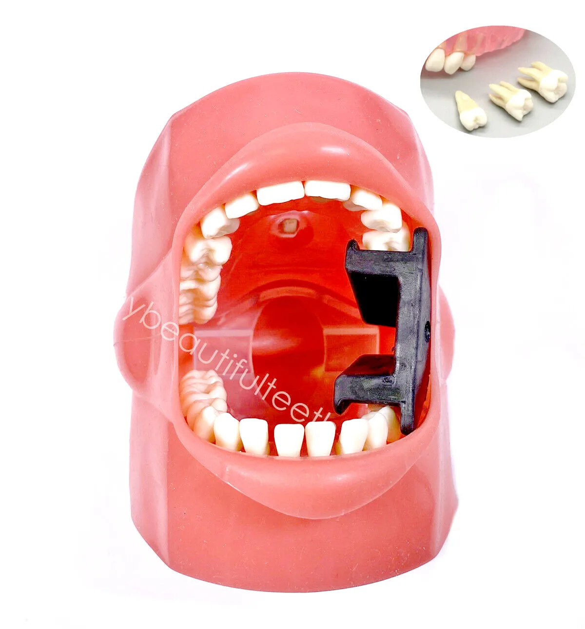 

5PCS Dental Teaching Model Study Teach Adult Teeth Extraction Removable Teeth Face Cheek Dentist Practice