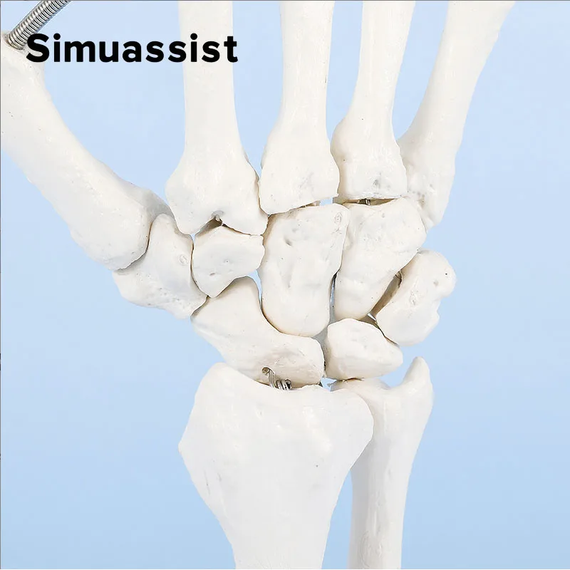 1:1 Size Human Hand Joint Model Hand Skeleton Bone Wrist Vola Palms Skeleton Model Medical Science Teaching Supplies