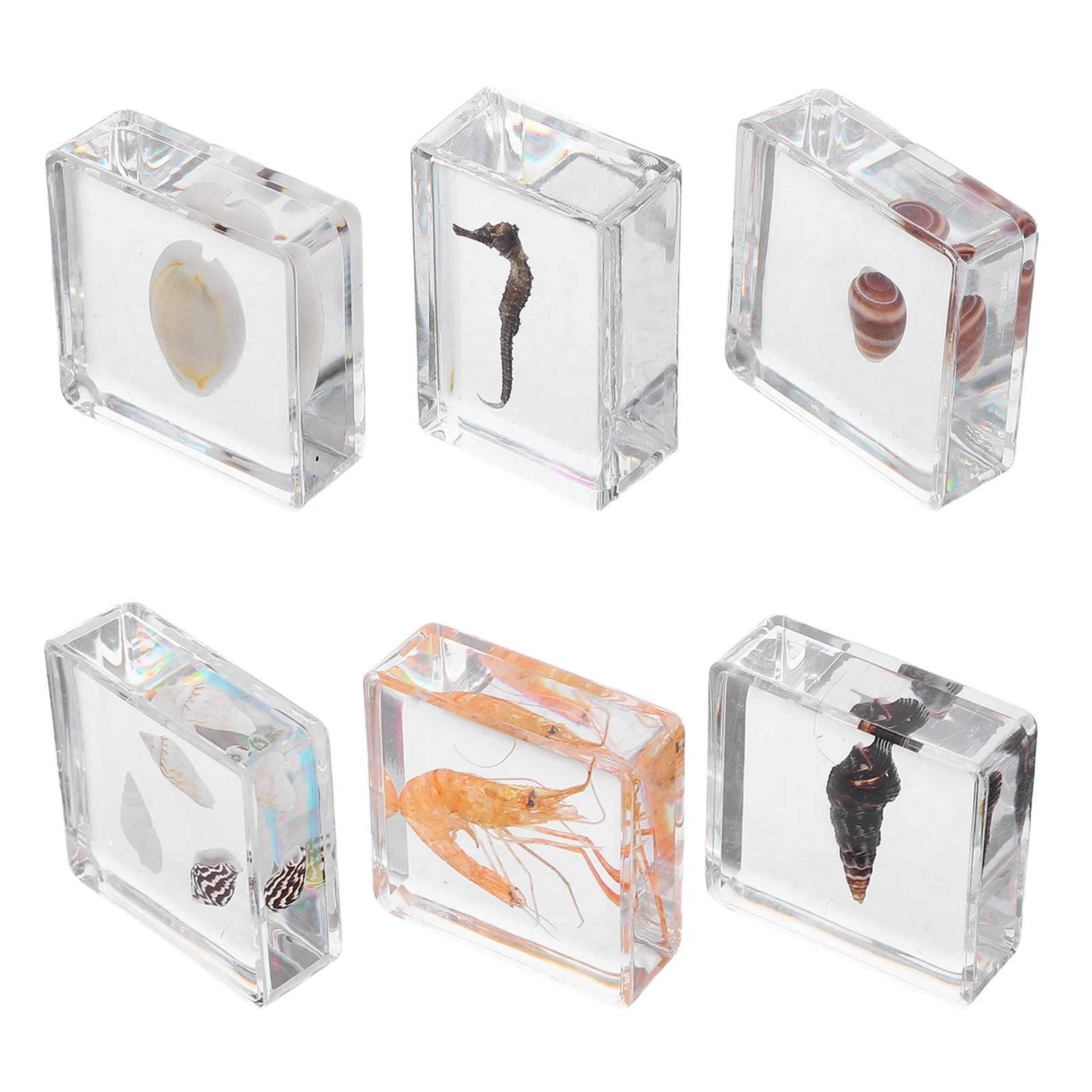

6 Pcs Marine Biological Specimens Animal Resin Sea Life for Ocean Crayfish Crystal Glue