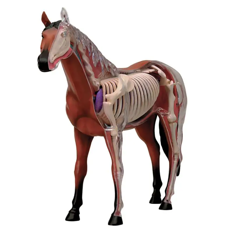 

4DMaster Anatomical Model Static Horse Skeleton Teaching Aids General Veterinary Teaching