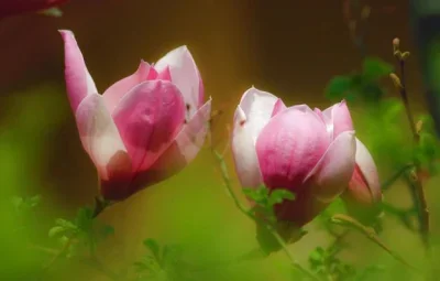 

Front and rear axle drive shafts for 1/12 MN82T LC79 MN82S MN82Pro MN82