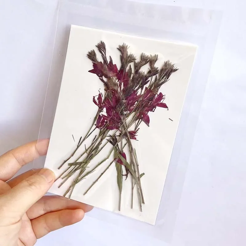 11-17CM/12,24PCS Real Natural dried pressed Gaura lindheimeri flowers Branches,Dry Press White Gaura For Epoxy Resin,Candle