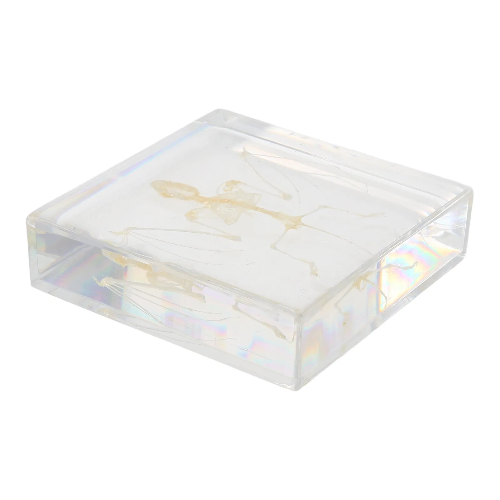 

Настоящая летучая мышь, ручная работа, образец животного для образования, науки, классной комнаты, декор для вечеринки на Хэллоуин, образец животного