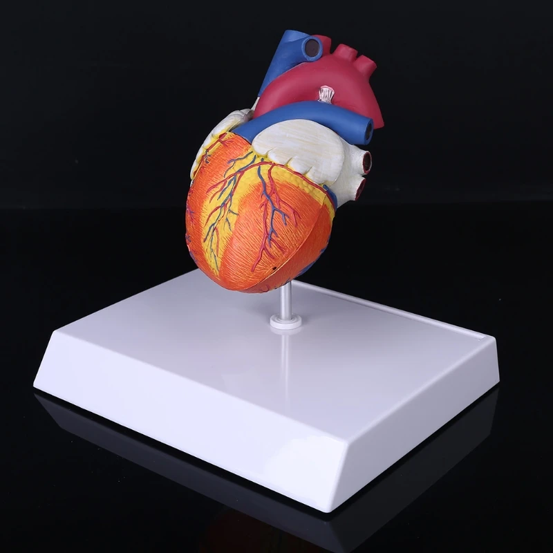 Life Size Disassembled Anatomical Human Heart Anatomy Model for School Science Resources Study Display Teaching Tool H8WD