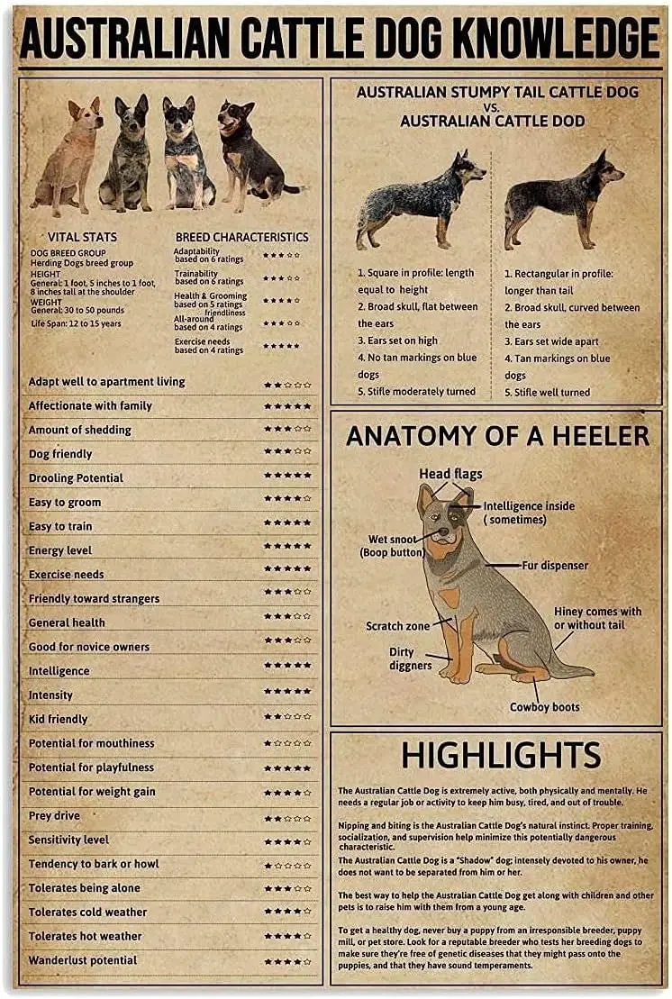 Australian Cattle Dog Knowledge Metal Tin Sign Anatomy Of A Heeler Retro Printing Poster School Pet Shop Cafe Bar Bedroom B sign