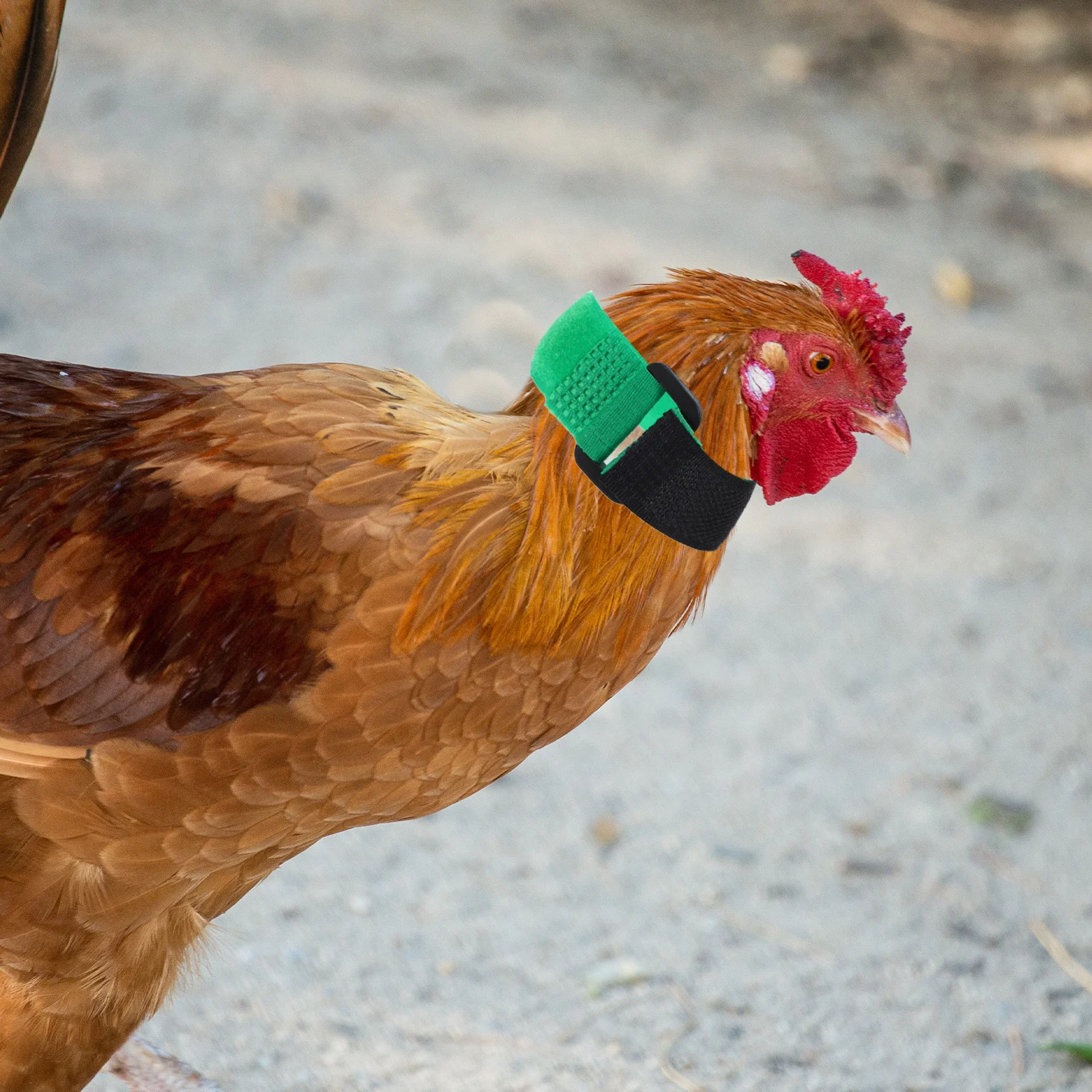 

2Pcs Anti Hook Rooster Collar Red Adjustable Stop Crowing Neckbands Noise-Free Chicken Replacement Bands Rooster Collar