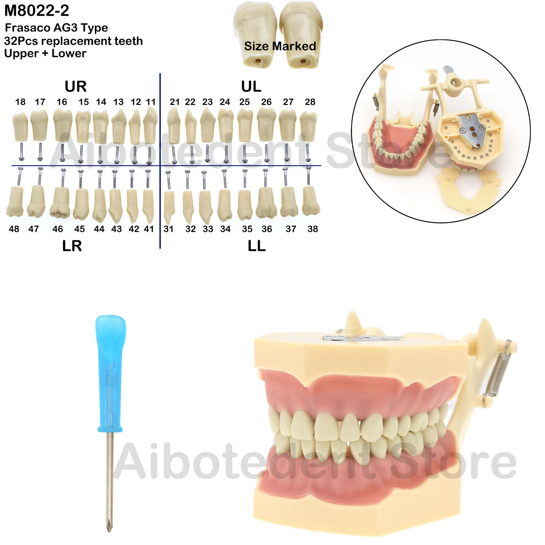 

Dental Restorative Typodont Model 32pc Removable Teeth Marked Teeth M8014-2 Frasaco