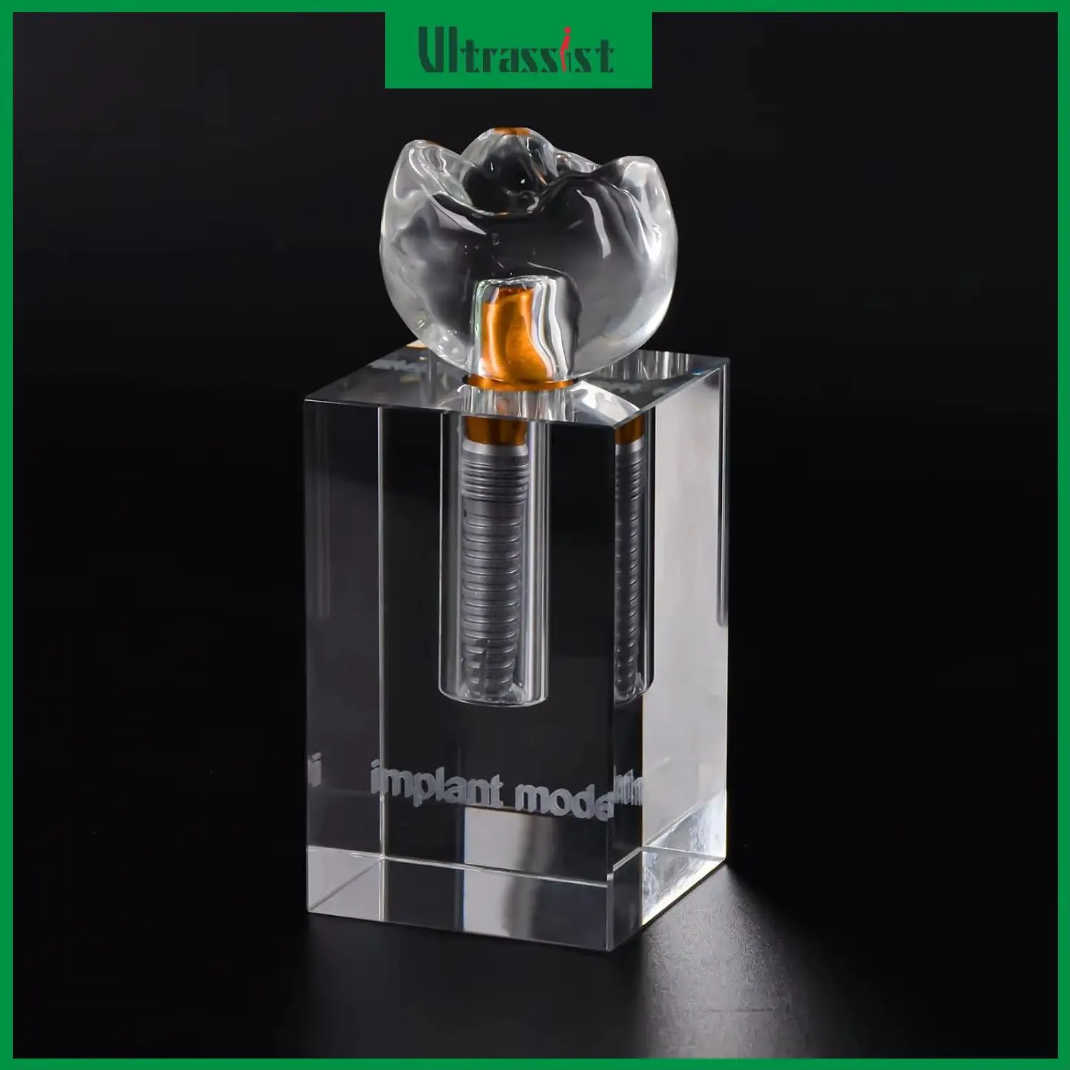 Ultrassist Dental Implant Model Transparent 3Part Display with Stand Crown and Separable Metal Implant for Medical Student Class