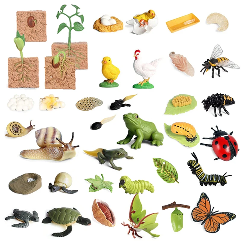 Simulación de ciclo de vida, modelo de animales, insecto, planta, ciclo de crecimiento, biología, ciencia, adorno educativo, decoración de escritorio de oficina TMZ