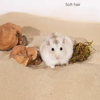 倉鼠浴、沙、金熊浴、鹽浴、龍貓浴、專用尿沙套裝 12 最佳銷售 倉鼠沙 - №9