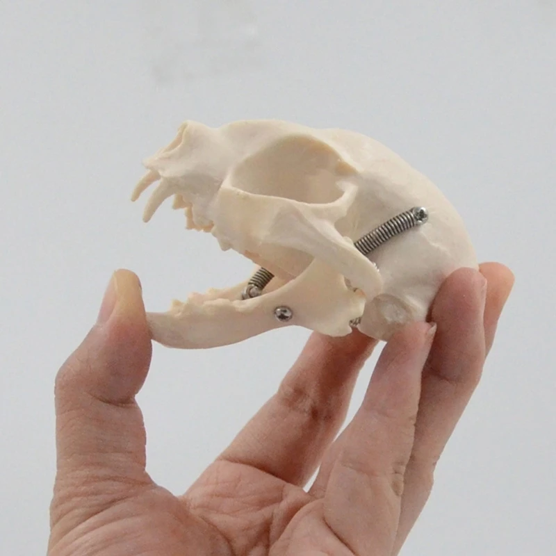 القطط التشريحية مجسم لجمجمة القطط الحيوانية رئيس الهيكل العظمي نموذج سنوريات رئيس العظام