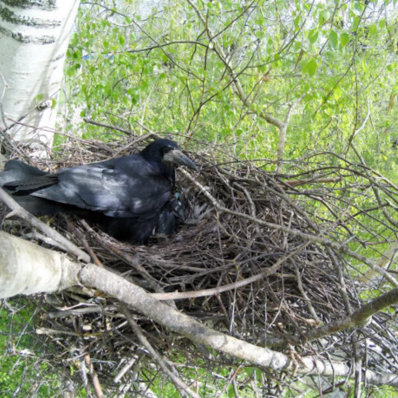 RC سيارة قذيفة مقص مقص شفرة منحنية لنموذج جسم السيارة قطع التشذيب أداة ملحقات لجسم نموذج RC #1