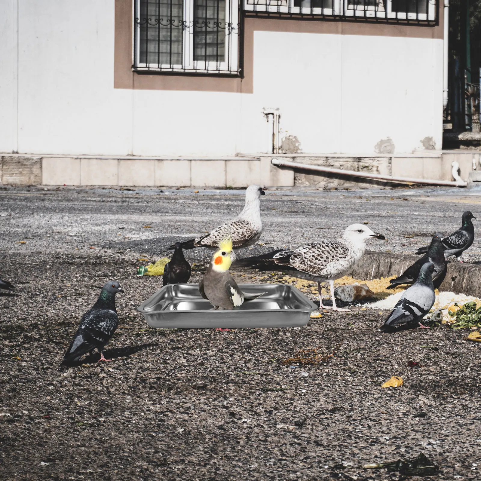 

Stainless Steel Bathtub 40x30x4 8cm Thick Pigeon Bath Tub Pet Pigeon Shower Tub Parakeet Shower Basin Metal Bird Tubs