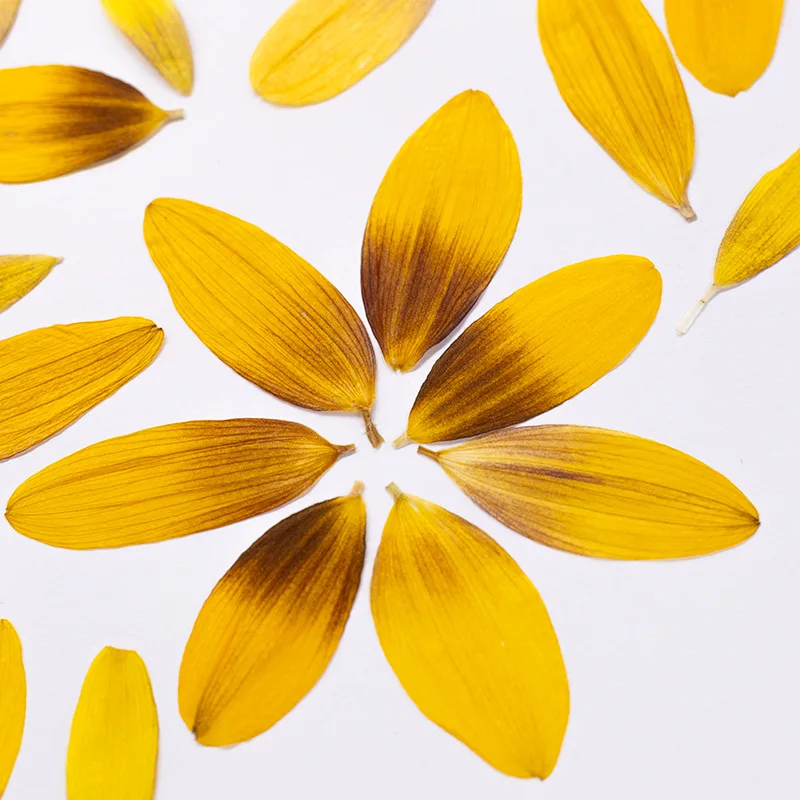 24 Stück, Getrocknete Sonnenblumenblütenblätter, Gepresste Blumen, DIY-Bastelzubehör für Fotorahmen, Scrapbook, Hochzeitsgeschenk, Heimdekoration, Schmuckherstellung – Detail 6