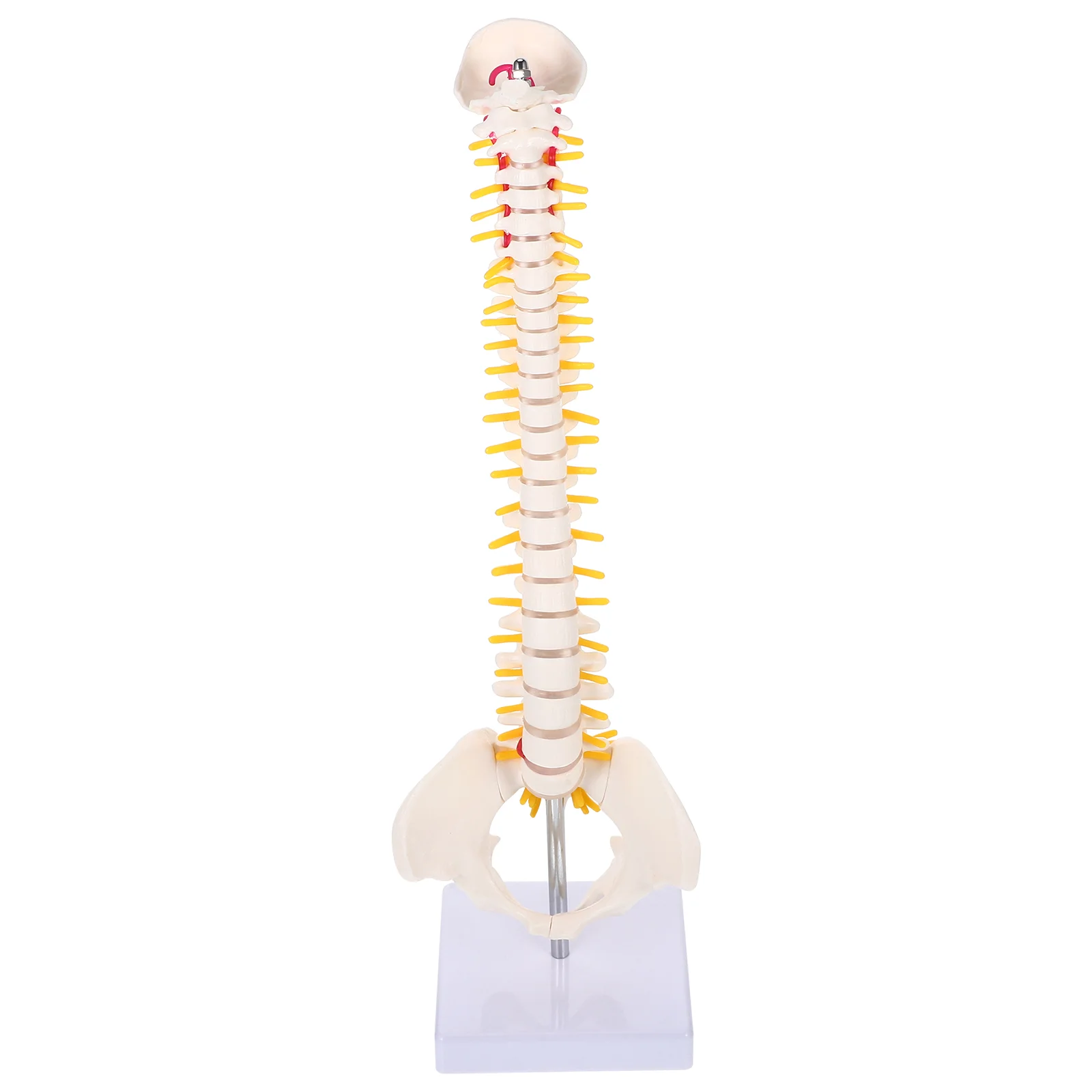 Modelo de columna vertebral cervical para entrenamiento de práctica de coxis de PVC, modelo de columna vertebral para médico