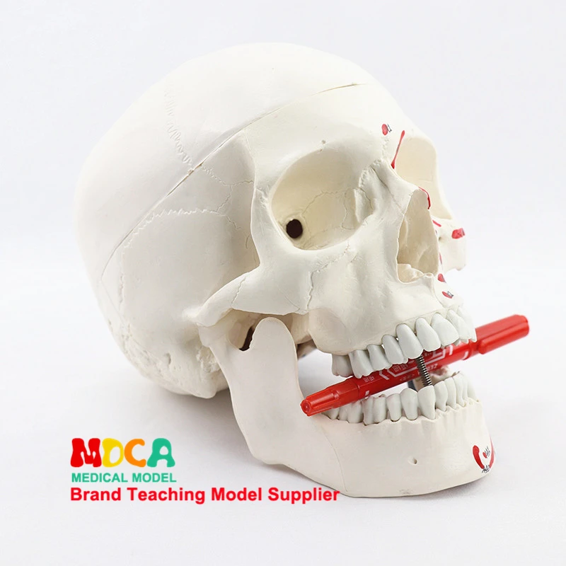 Human Skull with Markings Muscle and Sutures Muscle Origins Painted red and Insertion Painted Blue Skeleton Skull Teaching Model